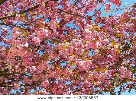 Beautiful Tree In Spring With Pink Flowers