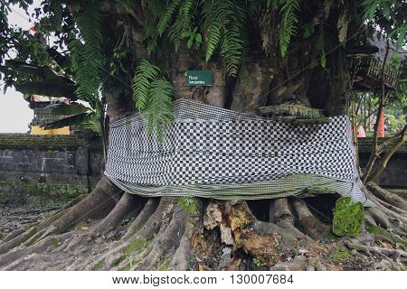 Ficus Benjamin. Sunny photo, summer day. Journey to Bali