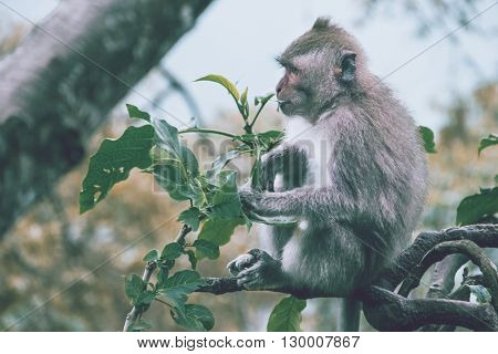 Monkey sitting on a branch. Bali, Indonesia