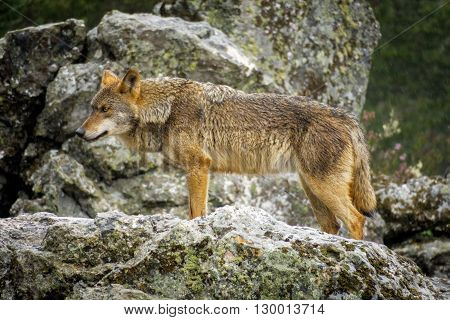 Whole wet Canis Lupus Signatus over rocks looking at the horizon, side view, raining