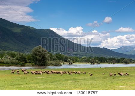Sheep Grazing Next To The River Strymon Spring In Northern Greece. Lambs And Sheep Eat Grass On A Su