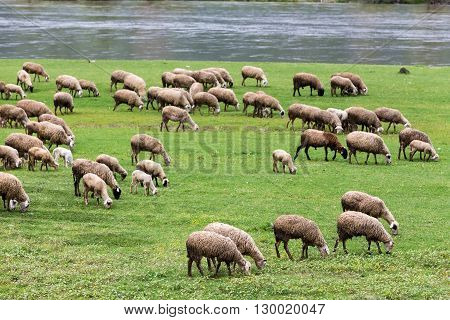 Sheep Grazing Next To The River Strymon Spring In Northern Greece. Lambs And Sheep Eat Grass On A Su