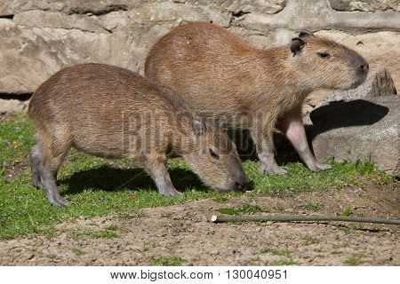 Capybara (Hydrochoerus hydrochaeris). Wild life animal. 