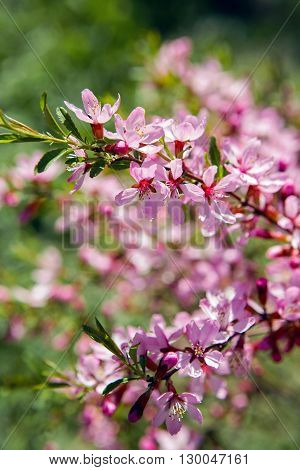 pink blooming ornamental shrub Almonds Low , Amygdalus nana, closeup, local focus, shallow DOF