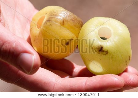 Close up of a kandoo fruit . Fruits lying on hand
