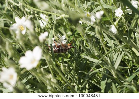 beetle climbing up a blade of grass may beetle climbing a blade of grass may beetle
