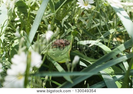 beetle climbing up a blade of grass may beetle climbing a blade of grass may beetle
