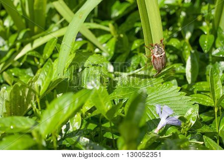 beetle climbing up a blade of grass may beetle climbing a blade of grass may beetle