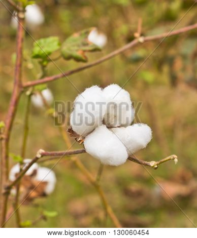 close up cotton in the field ready to harvest