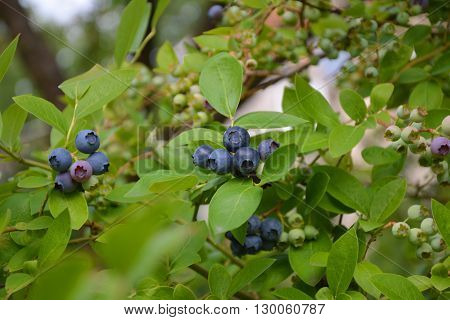 Highbush blueberry plant with fruits. Organic garden