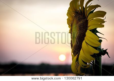 Close up Sunflower and have the sunset as a backdrop