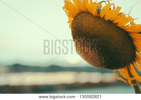 Close up Sunflower and have the sunset as a backdrop