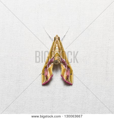 Agathodes Ostentalis Moth