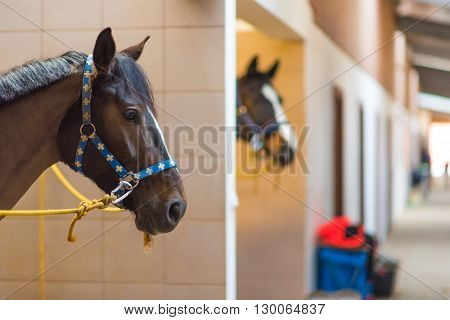 Horses in the Stable Boxes. Horses Stud Farm Theme.