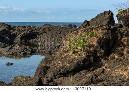 Lava Tide Pool