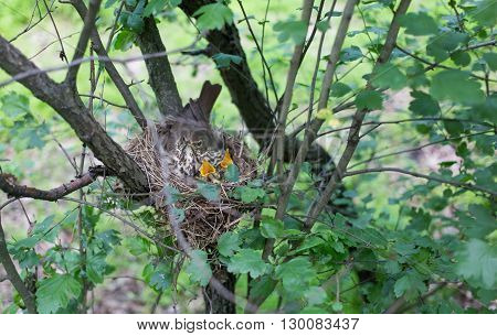 Life nest with chicks in the wild.