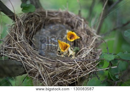 Life nest with chicks in the wild.