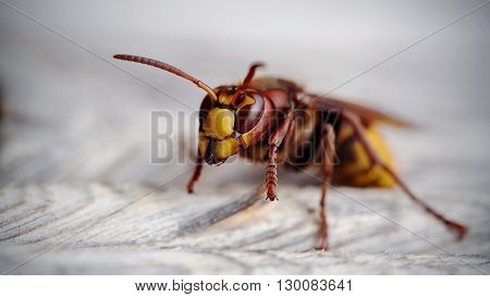 Big wasp - the hornet photographed by a close up.