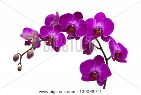 Dark Magenta Phalenopsis
