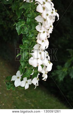 Chinese dogwood Latin name Cornus kousa chinesis