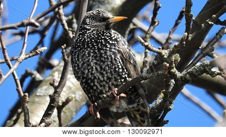 Bird. Spring Blue sky. Wild, Nature. Starling.