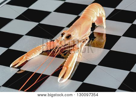 Raw Langoustine lies over the chessboard on background
