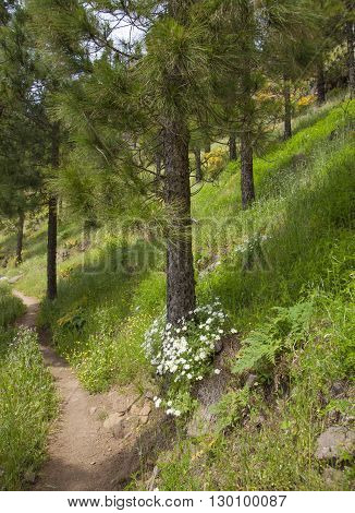Flora Of Gran Canaria - Argyranthemum Adauctum, Canarian Marguerite Daisy