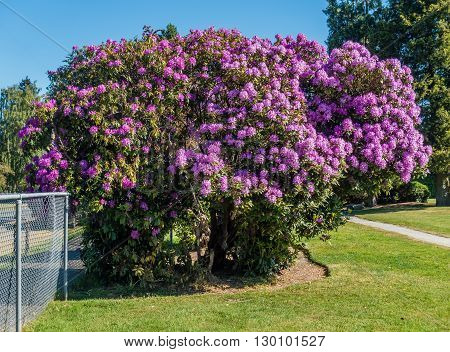 The state flower of Washington grows big in Burien Washington.