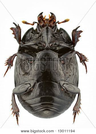 Atholus Duodecimstriatus