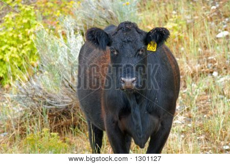 Aglivestock77