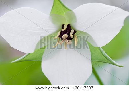 Close up of a trillium flower commonly found in the forest in the spring.