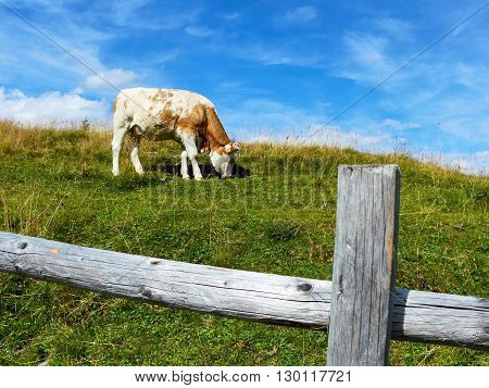 Cow grazes on mountain meadows in Austria near a fence