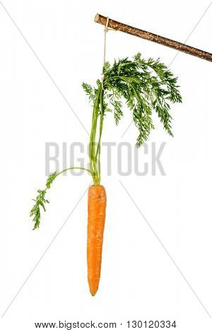 fresh carrots on stock