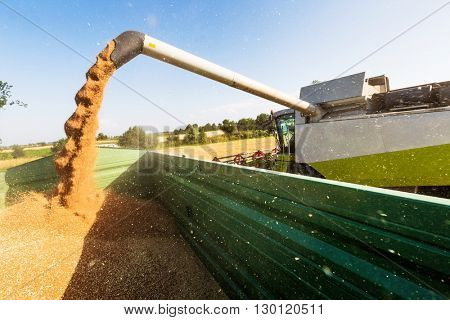 cornfield with wheat at harvest