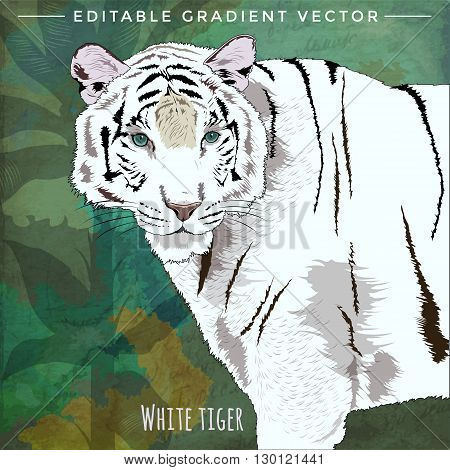 Wild cats in the habitat. White Tiger