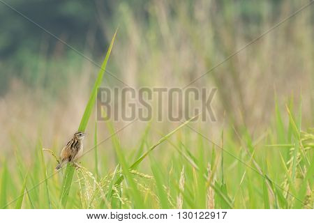 Fully grown paddy in a paddy field green agriculture land rural image of West Bengal India. Paddy is the biggest agricultural product of rural India especially in West Bengal India.