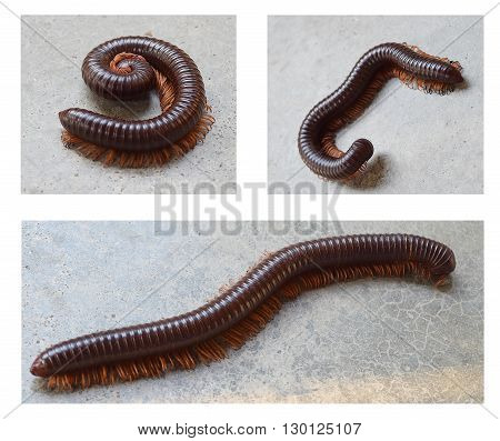 Closeup of millipede crawling on the floor