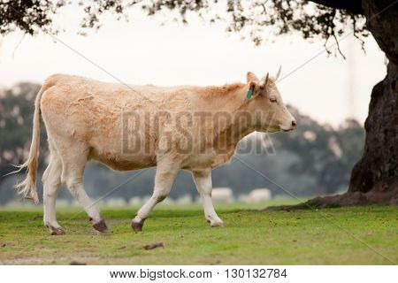 Beef cows grazing in the pastures of Extremadura in Spain