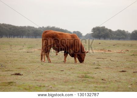 Beef cows grazing in the pastures of Extremadura in Spain
