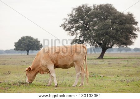 Beef cows grazing in the pastures of Extremadura in Spain