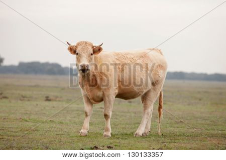 Beef cows grazing in the pastures of Extremadura in Spain