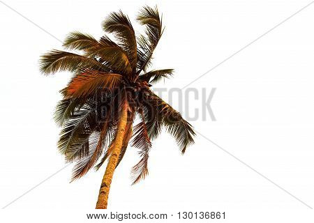 Coconut palm tree an sunset color isolated on white background