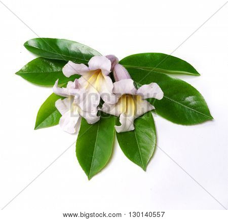 Jacaranda flowers isolated on white
