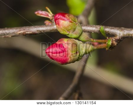 Japanese quince Chaenomeles japonica flower buds on branch macro selective focus shallow DOF