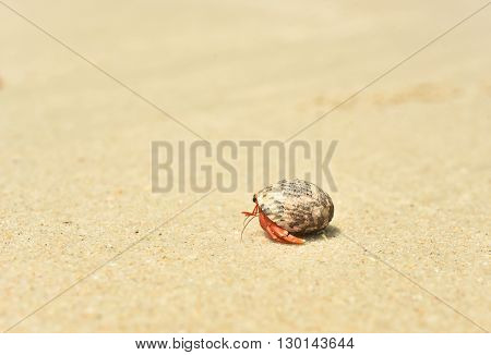 hermit crab on the beach in summer.