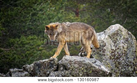 Whole wet Canis Lupus Signatus over rocks looking at the horizon, side view, raining