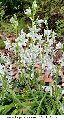 Beautiful closeup of spring flowers Ornithogalum Nutans