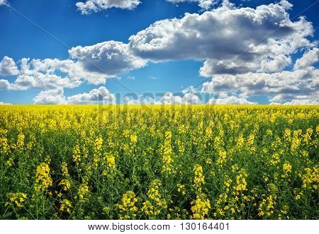 Yellow field rapeseed in bloom with blue sky and white clouds