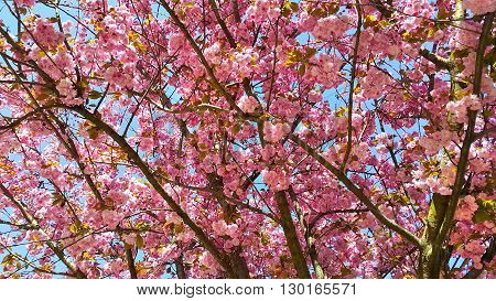 Beautiful flowers of japanese cherry blossom - Prunus serrulata tree flowers