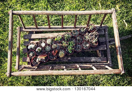 Old decorative wooden cart with various planted cacti in the garden. Gardening theme. Green lawn. Various succulent.